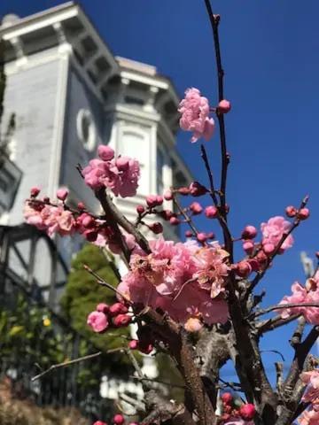 Holiday home Totally Renovated Victorian House In Center Sf!